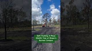 Seth Pushing A Pinus Elliottii Tree at Shawn’s Burned Campus in River Ranch [upl. by Ilana]