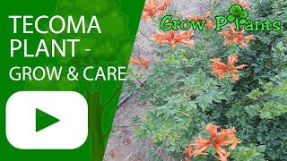 Tecoma plant  grow amp care [upl. by Idona]