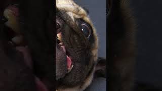 Tick Bite OR Nipple 🤔 bondivet shorts dog dogs pugs cutepug [upl. by Ingvar]