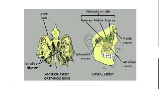 Anatomy of the Paranasal Sinuses [upl. by Frum]