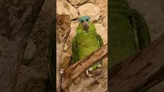 Blue headed Amazon parrot Xcaret Park Playa del Carmen Mexico tropical Caribbean jungle bird life [upl. by Zurciram]