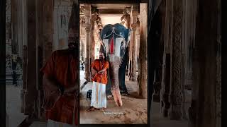 Srirangam Temple Elephant  About Aandal Age  Temples of Hindustan  Shorts [upl. by Nasar]