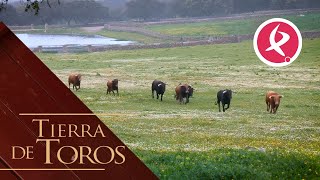 Novillos a punto para iniciar una feria  Tierra de Toros [upl. by Garrard]