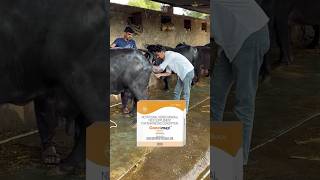 100Solution of buffalo heat cycle and repeat breedingdairybusiness buffalobusiness dairyfarmidea [upl. by Iad]