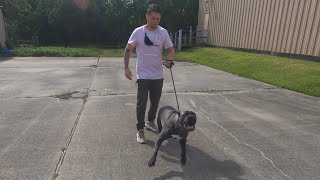 Aggressive 9 Mos Old Cane Corso Puppy  Owner Consultation  Kylo  Rehab Pt1 [upl. by Acenahs542]