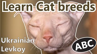 Alphabet Cat breeds ABC Cats for Kids  Learn Cat breeds  Most famous Cat breeds from A  Z [upl. by Ainar]