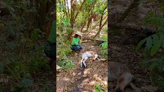 Bezerrinho nasceu sem vida e a vaca se recuperou graças a Deus Vlog rural sitio pecuaria lida [upl. by Sankaran812]