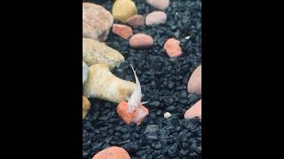 ALBINO CORY CATFISH 🤍🤍 [upl. by Adiesirb]