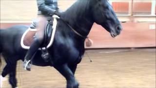 Black lipizzaner stallion Siglavy Capriola  training [upl. by Anoblav]