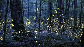 Tennessee Synchronous Fireflies  Great Smoky Mountains [upl. by Silvie]