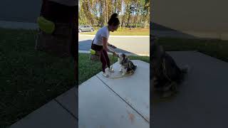 Grizzle Showing Off His Tricks shelterdogs greensboro dogtricks [upl. by Dalli]