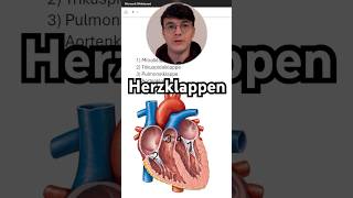 Herzklappen einfach erklärt 🫀anatomie bio biologie deutsch abi [upl. by Danita289]