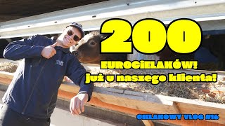 Klient zakupił od nas 200setnego Eurocielaka [upl. by Maitilde]