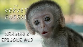 3 Day Old Tiny Orphan Baby Monkey Rescued amp Update On Brain Damaged Baby  Vervet Forest  S2 Ep10 [upl. by Page]