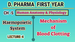 Blood clotting mechanism  Ch5  L4  Haemopoietic system  HAP  DPharm first year [upl. by Niddala]