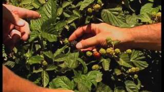 How To Grow Blackberries In Southern New Mexico [upl. by Ativet166]