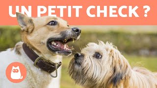 Comment présenter deux chiens  CONSEILS EN 5 ÉTAPES [upl. by Tybalt]