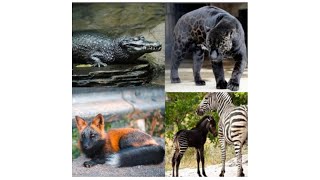 Melanistic Animals are the opposite of albino animals  rInterestingAsFork [upl. by Elia880]