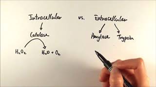 AS Biology  Intracellular vs Extracellular enzymes OCR A Chapter 41 [upl. by Venn619]