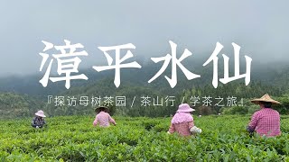 『漳平之行』2024年头春漳平水仙上新！试了上百款，山羊隔这支茶依旧是我的最爱～ [upl. by Ikairik372]