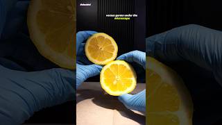 Lemon Juice vs Germs Under Microscope [upl. by Parthen48]