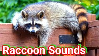 raccoon sounds to make them come to you  raccoon sounds  baby raccoon sounds [upl. by Anitreb657]