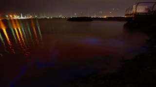 Brighton Bioluminescence [upl. by Allsopp]