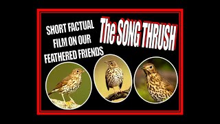 Song Thrush Short Factual Film About Our Feathered Friends SONG THRUSHES [upl. by Drawd]