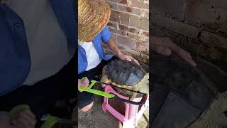 Making tortoise jelly from alligator turtle shell Chinese Mountain Forest Life and Food [upl. by Anail26]