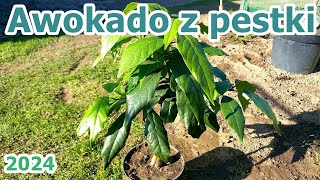 Awokado z pestki w listopadzie  2024 [upl. by Anerul]