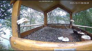 Feeder in Bieszczady Mountains Lake Solina Polańczyk Poland 20231011 [upl. by Nuahsar]