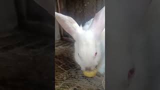 2 Weeks Pregnant Rabbit Eating Garden Egg❤️❤️ [upl. by Heiney]