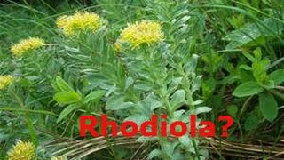 Rhodiola XS Energy  Focus [upl. by Pul]