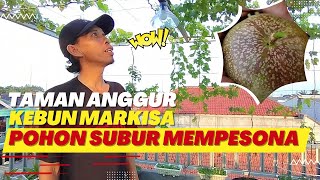 Sukses Berkebun Dengan Pupuk Organik Lantai 2 Kebun Markisa Lantai 3 Taman Anggur [upl. by Halette]