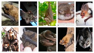 Types of Bats with each Cool Sounds [upl. by Anzovin]