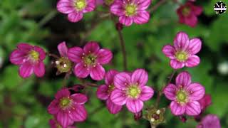 Beautiful Saxifraga Flowers [upl. by Losyram819]