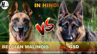 German Shepherd VS Belgian Malinois  Hindi  COMPARISON  DOG VS DOG  HINGLISH FACTS [upl. by Magnum320]