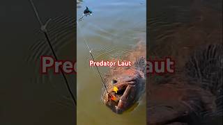 Mancing mania strike ikan kerapu Raksasafishing [upl. by Notirb]