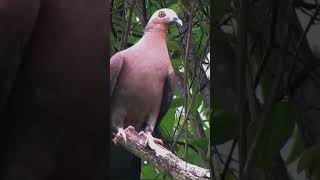 purple wood pigeon beautiful shorts حمام الغابة الأرجواني [upl. by Yaral]