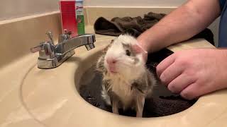 Guinea Pig Wheeks Loudly During Bath [upl. by Ing]