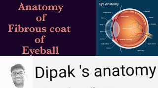 Anatomy of Eyeball Part1 The Sclera and Cornea [upl. by Tayyebeb539]