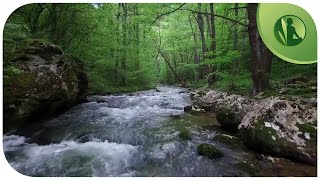 🌳 Sons da Natureza💧 Lei da Atração Prosperidade Felicidade e Paz Interior [upl. by Terrab]