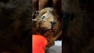 GuineaDad Exclusive Peek🌟 shorts guineapig guineadad [upl. by Neerual239]