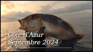 Chasse sous marine Septembre 2024  Dentis amp Pélamides [upl. by Chil]