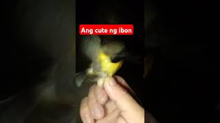 philippines ibon kabahag vlog [upl. by Upali]