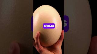 The INCREDIBLE Size Of OSTRICH Eggs 🥚🐣  Animal Facts [upl. by Meta722]