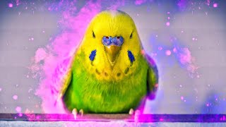 Calming Budgie Sounds  Music Melody of Relaxing Budgies [upl. by Toor]