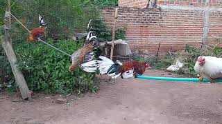 ejercicios para gallos finos la cuerda desde Urumita la Guajira [upl. by Danforth]