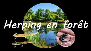 Sortie herping en forêt 🦎 🐟 🦌 🦠 [upl. by Naols]