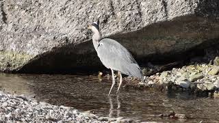 Airone cenerino  Grey Heron  Ardea cinerea [upl. by Enomar]